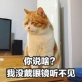 猫咪 可爱 恶搞 呆萌 斗图 你说啥我没戴眼镜听不见