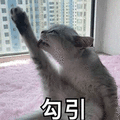 勾引 猫