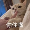 萌宠 猫星人 你住嘴 你别说了 呆萌 可爱
