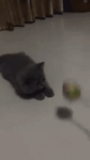 喵星人 猫咪 可爱 萌宠