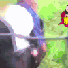 汪星人 主人 怎么可能让你骑 掉水桶里
