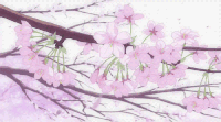 菁华浮梦 落花 唯美 动漫