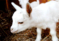 山羊 goat