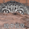 萌宠 喵星人 暗中观察 猫 搞怪 可爱