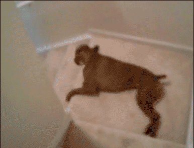 小狗gif动态图片,调皮下楼梯可爱动图表情包下载