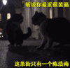 摇尾巴 灯光 夜晚 听说你最近很装逼