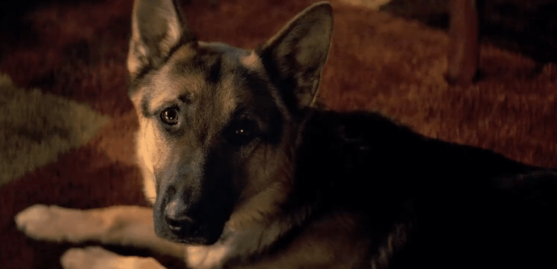一条狗的使命 动物 可爱 憨 狗 电影 预告片