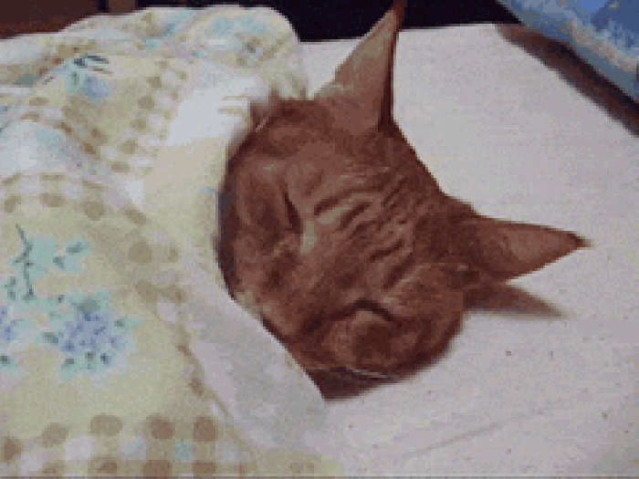 小猫 睡觉 被窝 赖床