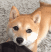 萌宠 狗子 二哈 汪星人
