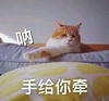 萌宠 喵星人 呐 手给你牵 牵手 呆萌 可爱