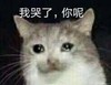 萌宠 喵星人 我哭了 你呢 搞怪 逗
