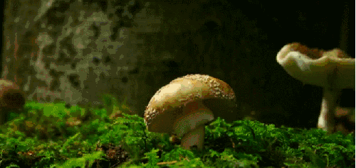 生物 生长 神话的森林 纪录片 菌类 蘑菇