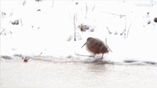 雪地 小鸟 可爱 走路姿势很帅
