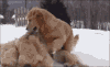 金毛 Golden Retriever 玩耍 狗狗