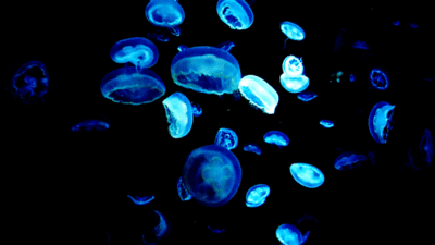 海洋 霓虹灯 水下 水母