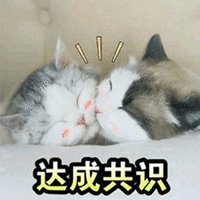 达成共识 猫 可爱 呆萌