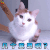 萌宠 猫咪 猫 蒙圈 几个意思 soogif soogif出品
