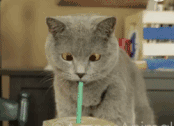 猫咪 喝饮料 可爱 眼珠