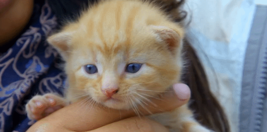 BBC 可爱 对猫的发现 小奶猫 猫咪 纪录片