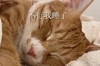 萌宠 猫星人 不行 我睡了 呆萌 可爱