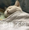 萌宠 喵星人 已睡不回 睡觉 呆萌 沙雕