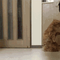 小狗 可爱 猫咪 害怕