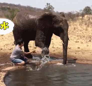 萌宠  大象  泼水  搞笑