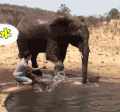 萌宠  大象  泼水  搞笑