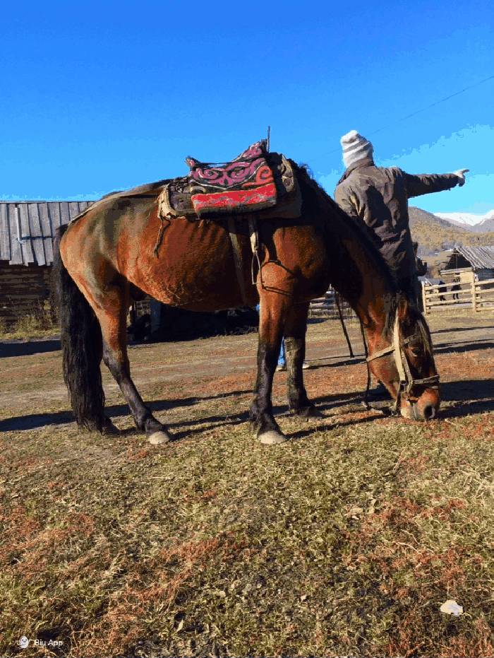新疆 马 吃草 可爱