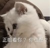 萌宠 猫星人 正眼看你 你也配 嫌弃 呆萌 可爱
