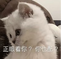 萌宠 猫星人 正眼看你 你也配 嫌弃 呆萌 可爱