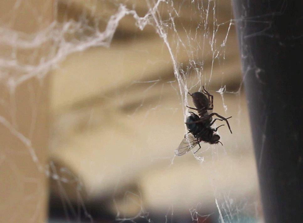 蜘蛛 苍蝇 自然 蜘蛛网