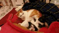 小猫 打架 红色 黄色