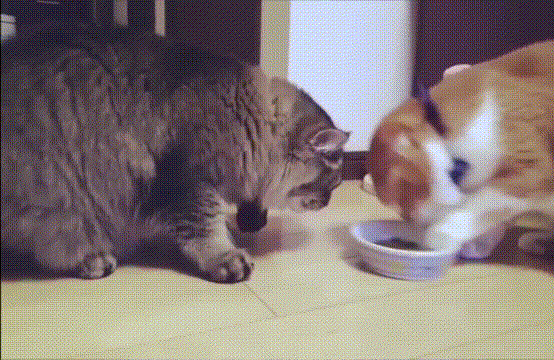 猫咪 吃食 可爱 搞笑