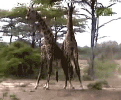 苹果手机 动物 打架 长颈鹿