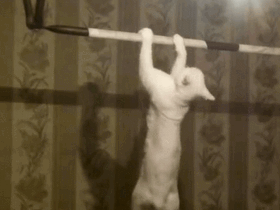 猫咪 锻炼 引体向上 可爱