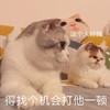 萌宠 喵星人 得找个机会打他一顿 凶巴巴 呆萌 可爱