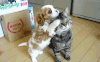 狗狗 猫咪 玩耍 可爱