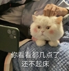 萌宠 猫星人 你看看都几点了 还不起床 可爱 搞怪 呆萌