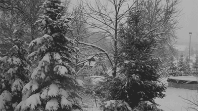 黑白 下雪 树木 冬天