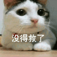 没得救了 猫 可爱 呆萌