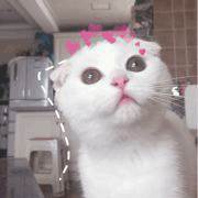 沙雕猫 猫咪 猫 可爱猫 猫表情包 猫咪表情包 小猫