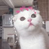 沙雕猫 猫咪 猫 可爱猫 猫表情包 猫咪表情包 小猫