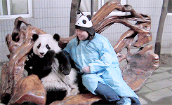 吃 熊 坐 动物 熊猫 动物 大熊猫 熊猫熊 她是如此幸运