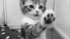 玻璃 抓 可爱 小猫