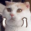 斗图 猫 卖萌 萌宠 可爱 搞怪 soogif soogif出品