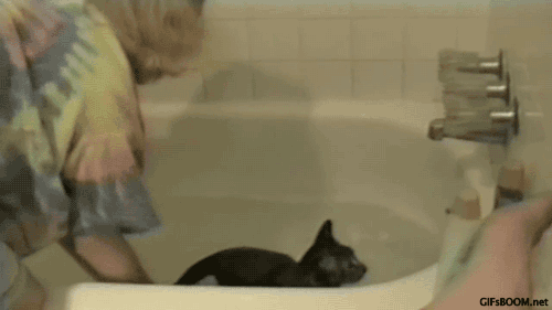 猫 洗澡 落水 搞笑