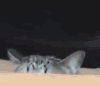 猫咪 可爱 呆萌 探头