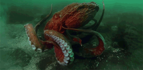 章鱼 海底 红色 八爪
