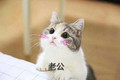 猫咪 老公 害羞 仰视